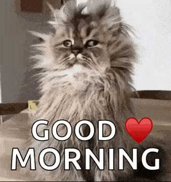 Sleepy Cat GIF