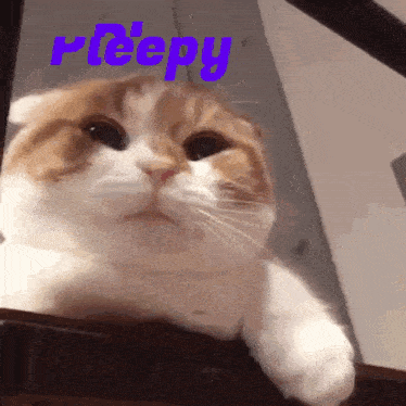 Sleepy Cat GIF