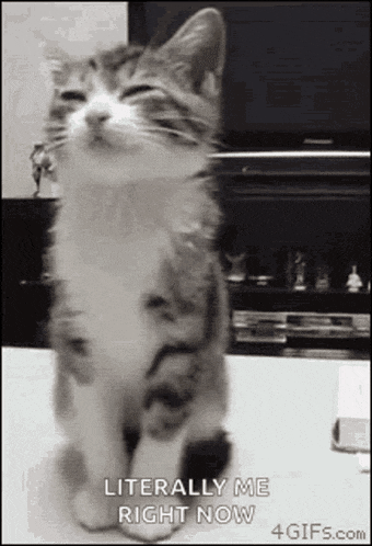 Sleepy Cat GIF