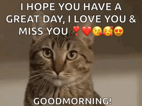 Sleepy Cat GIF. This 498 x 370 animated GIF is part of our honey youve got a big storm coming collection. Related themes include cat, good, morning. Created…