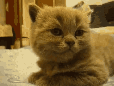 Sleepy Cat GIF
