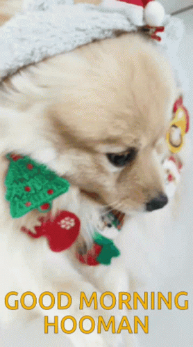 Sleepy Dog Sleepy GIF. This 278 x 498 animated GIF is part of our guten morgen zweiter advent collection. Related themes include good morning, sleepy…