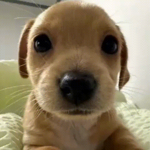 Sleepy Dog GIF