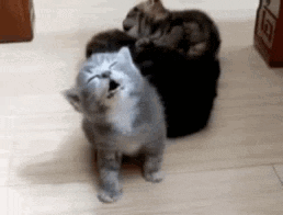 Sleepy Fall GIF