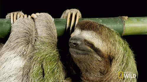 Sleepy International Sloth Day GIF