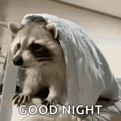 Sleepy Raccoon GIF