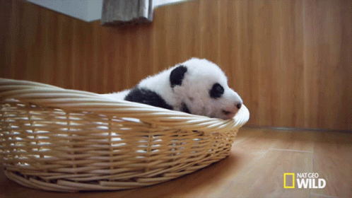 Sleepy Sleepy Sleepy Pandas GIF
