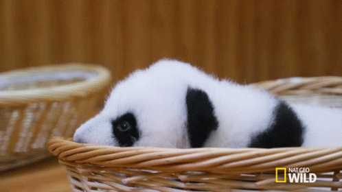 Sleepy Sleepy Sleepy Pandas GIF