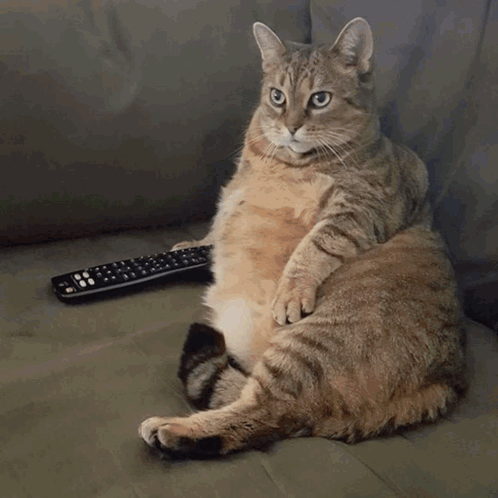 Sleepy Sonnolenza GIF