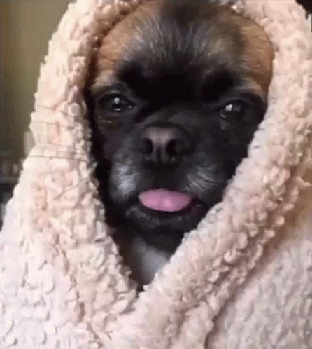 Sleepy Tired GIF