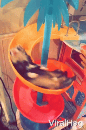 Sliding Viralhog GIF