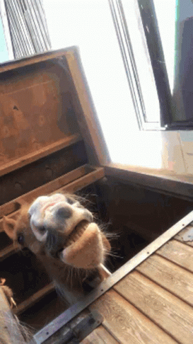 Slim3belief Horse GIF