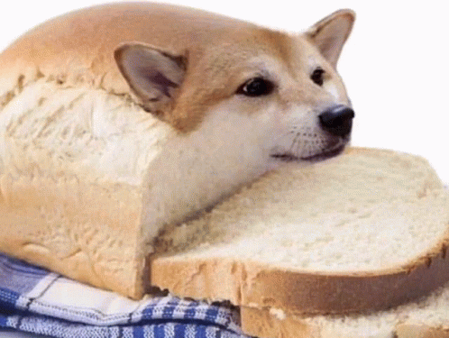 Slirkyissocool GIF