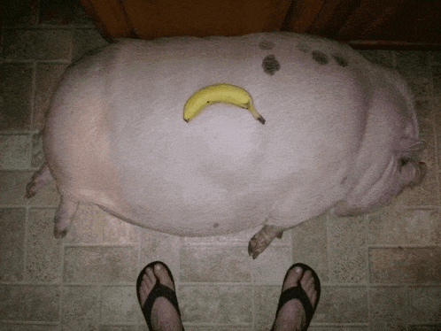 Slop Pig Meme