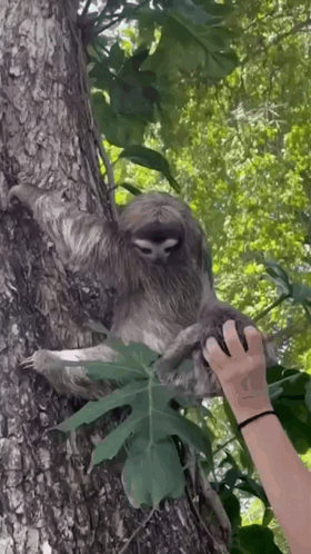 Sloth Baby GIF