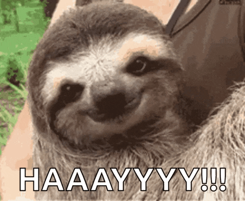 Sloth Cute GIF