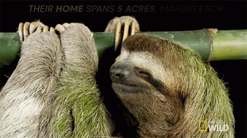 Sloth Homes International Sloth Day GIF
