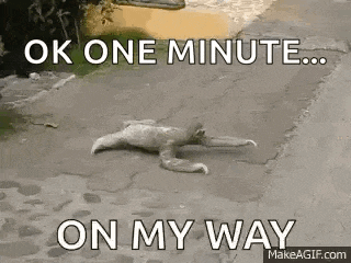 Sloth GIF