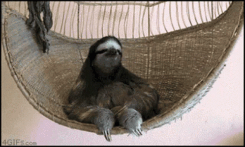 Sloth GIF