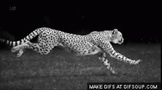 Slow Motion Cheetah - Slow GIF