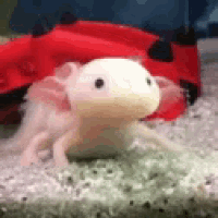 Slow Reaction GIF