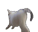 Slowmo Cat Twerk Sticker