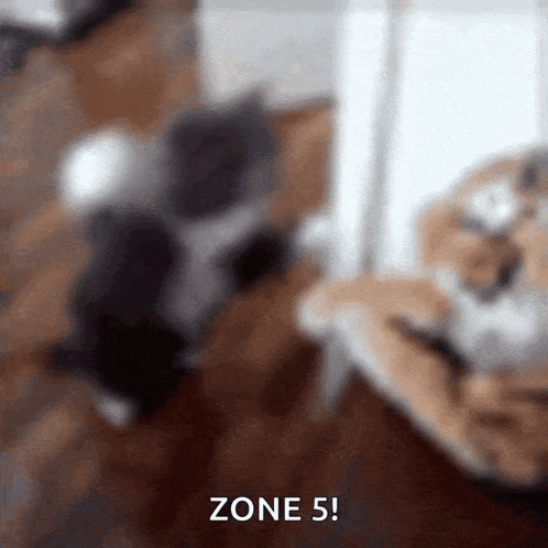 Small Cat Gif Small Cat Gif Go Slap GIF