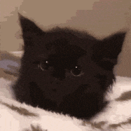 Small Cat GIF