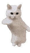 Small Dancing White Cat Dance Funny Sticker