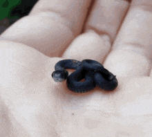 Small Little GIF