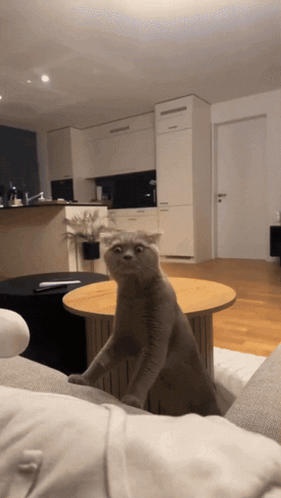 Smell Smelly GIF