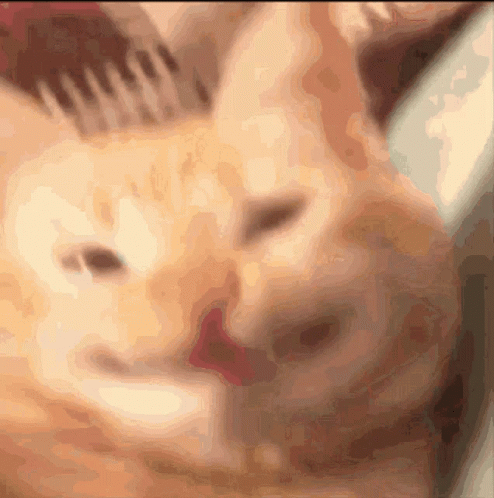 Smile Cat GIF