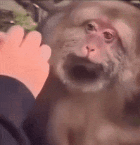 Smile Cheese GIF