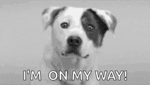Smile Dog GIF
