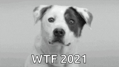 Smile Dog GIF