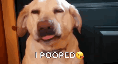Smile Dog GIF