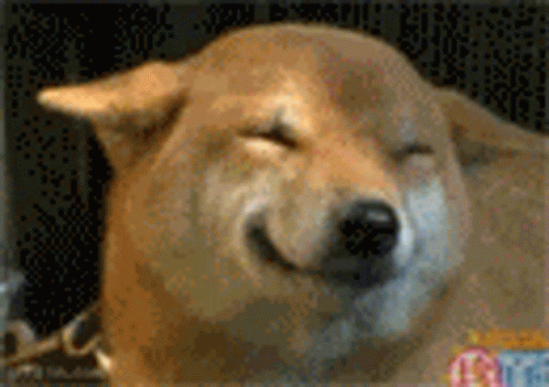 Smile Hello GIF. This 498 x 351 animated GIF is part of our shiba inu smile collection. Related themes include cute puppy, hello, hello kitty. Created by…