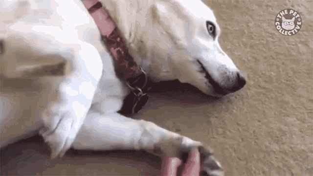 Smile Scratch GIF