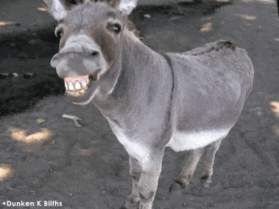 Smile Teeth GIF