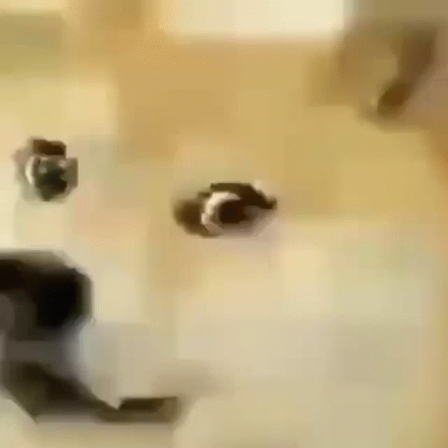 Smile Turning To Grin Doge GIF. This 498 x 498 animated GIF is part of our shiba inu smile collection. Related themes include doge, evil smile, smile…