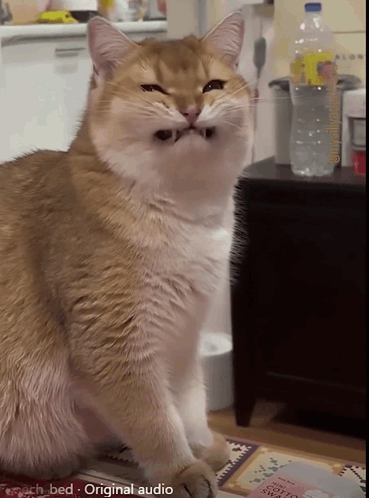 Smiling Cat GIF