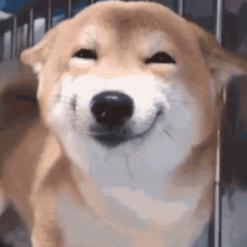 Smiling Dog GIF. This 498 x 498 animated GIF is part of our shiba inu smile collection. Created by horsewspr. View the original animation, share it, or…