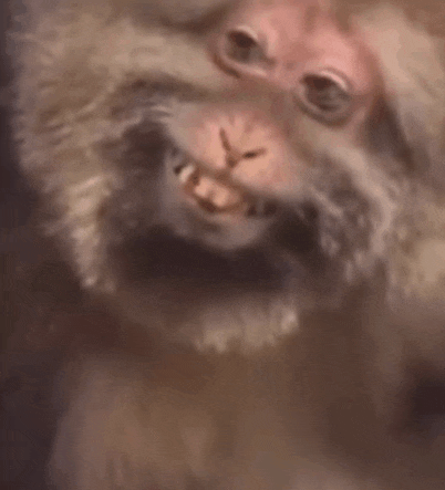 Smiling Monkey Monkey Smiling Meme