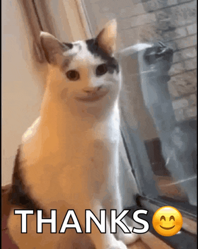 Smiling Smiling Cat GIF