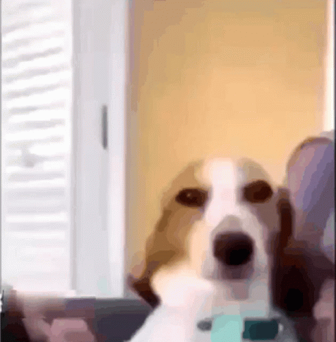Smirk Dog Smile GIF