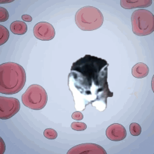 Smol Smolcat GIF