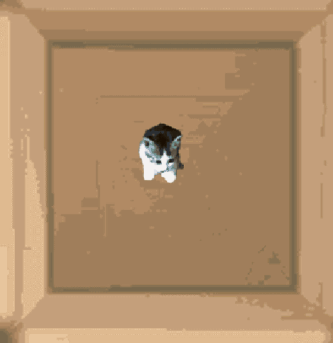 Smolcatcoin Smol Cat GIF