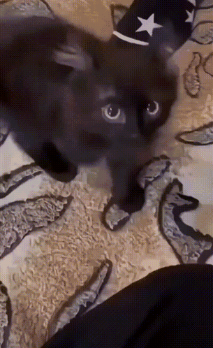 Smoll Black GIF