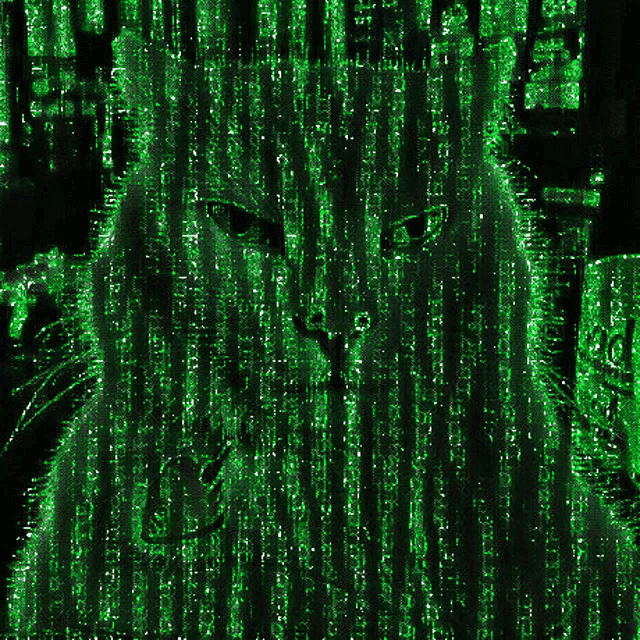 Smudge Smudge Cat GIF