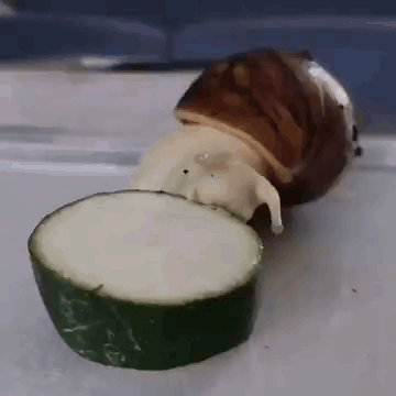 Snail Eating GIF